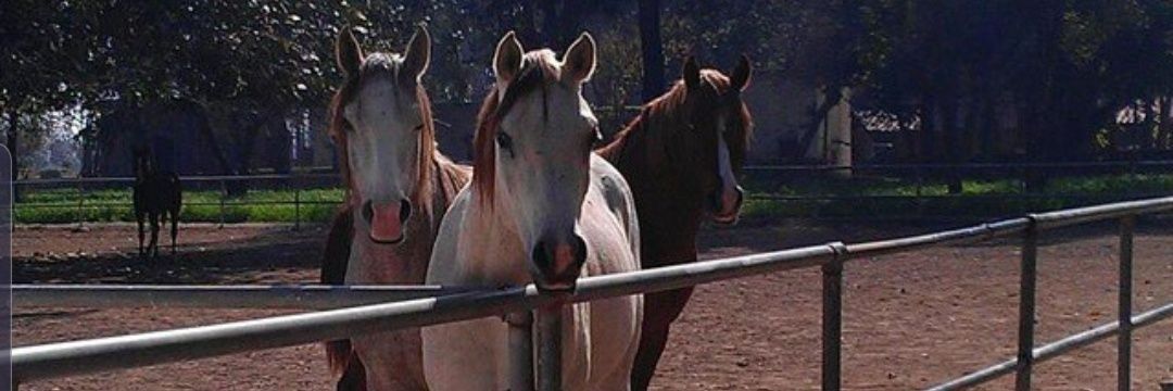 ms_filly's profile banner image