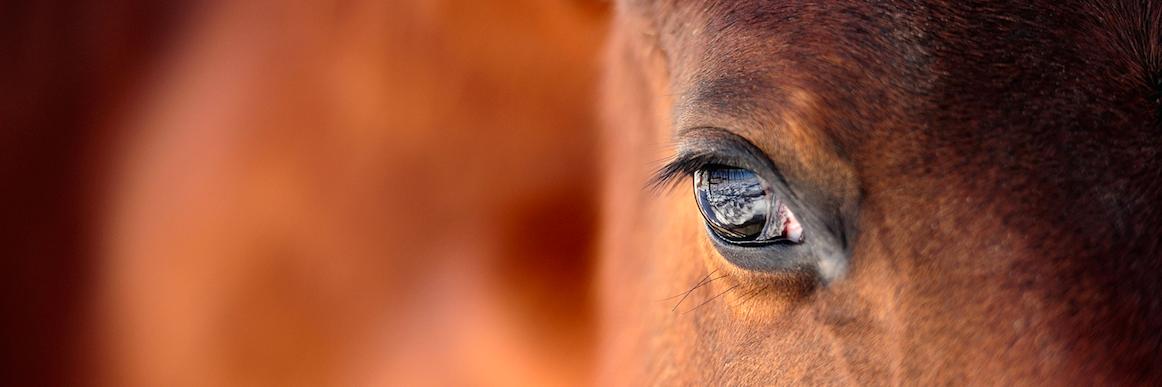 USHorseTrailer's profile banner image