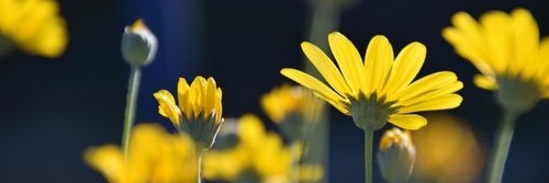 verahooijer's profile banner image