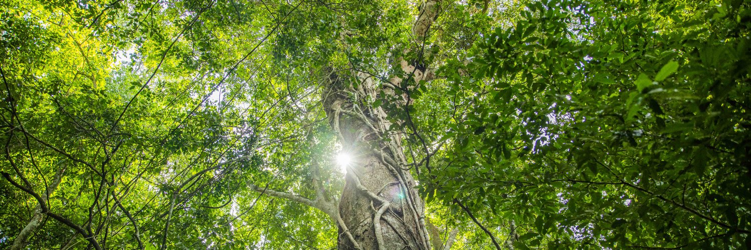 One Tree Planted's banner