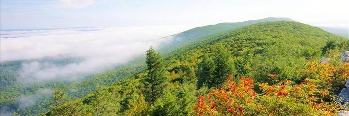 Rachel Carson Council banner