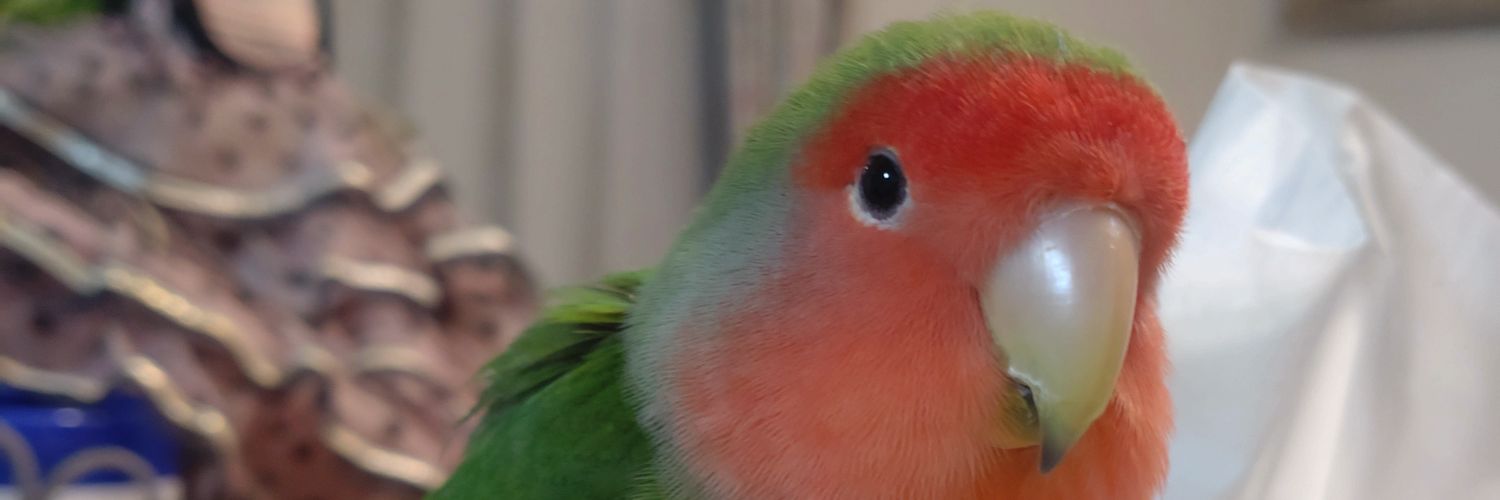 serenade107's profile banner image