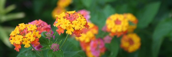 NewtonDominey Profile Banner