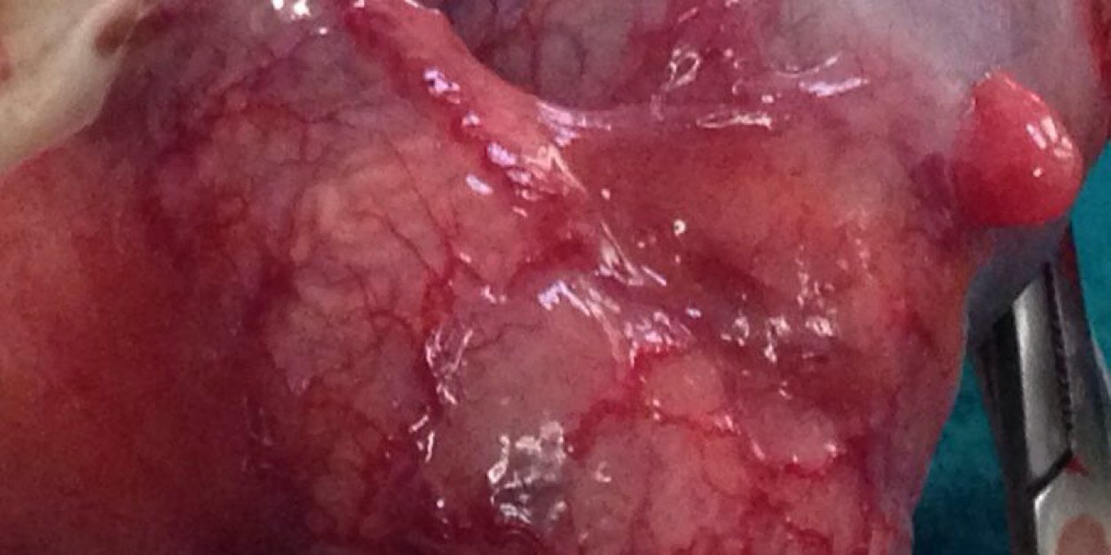 Dr. Ramón Rogel banner