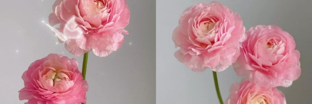AliceHwaiting's profile banner image