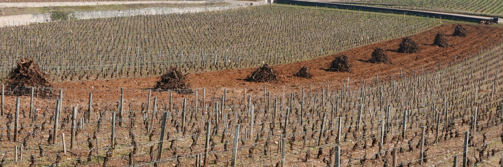 Robin Kick MW banner