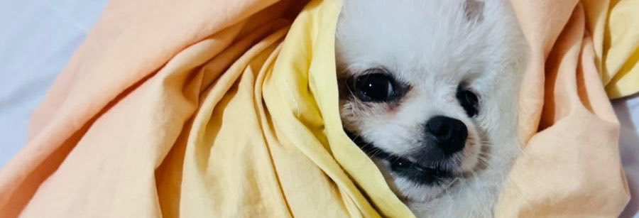 Biscaichim's profile banner image