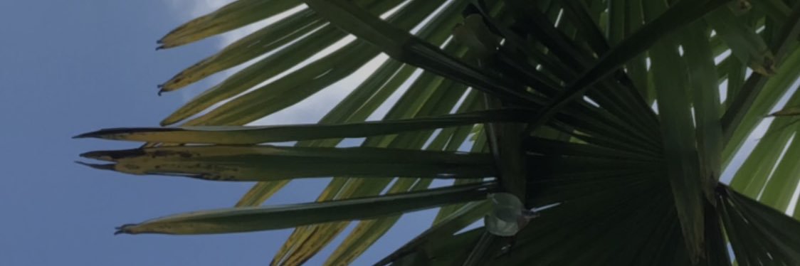 servane_g's profile banner image
