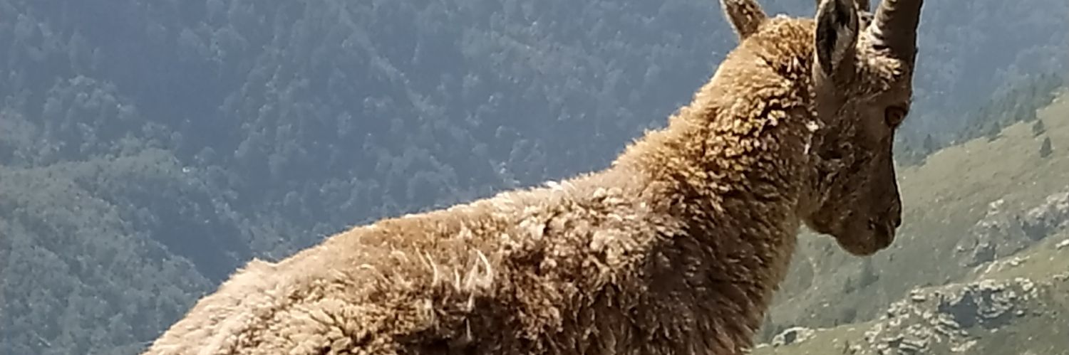acquistalessio's profile banner image