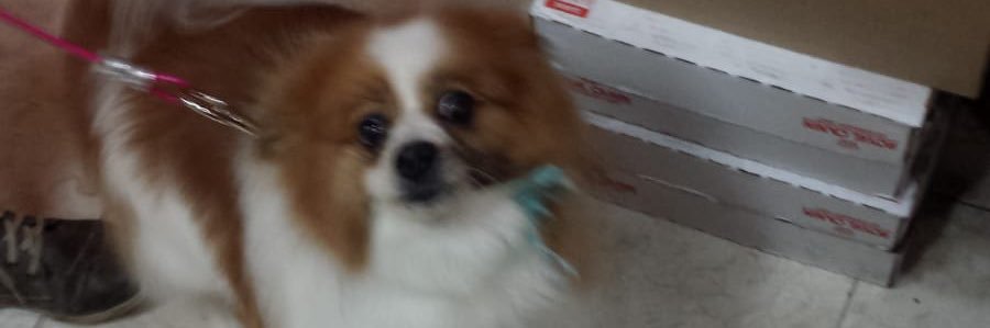 dugomanuel's profile banner image
