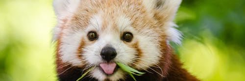 ChipmunkinaHat's profile banner image