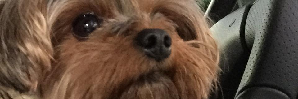 Rudpolines83's profile banner image
