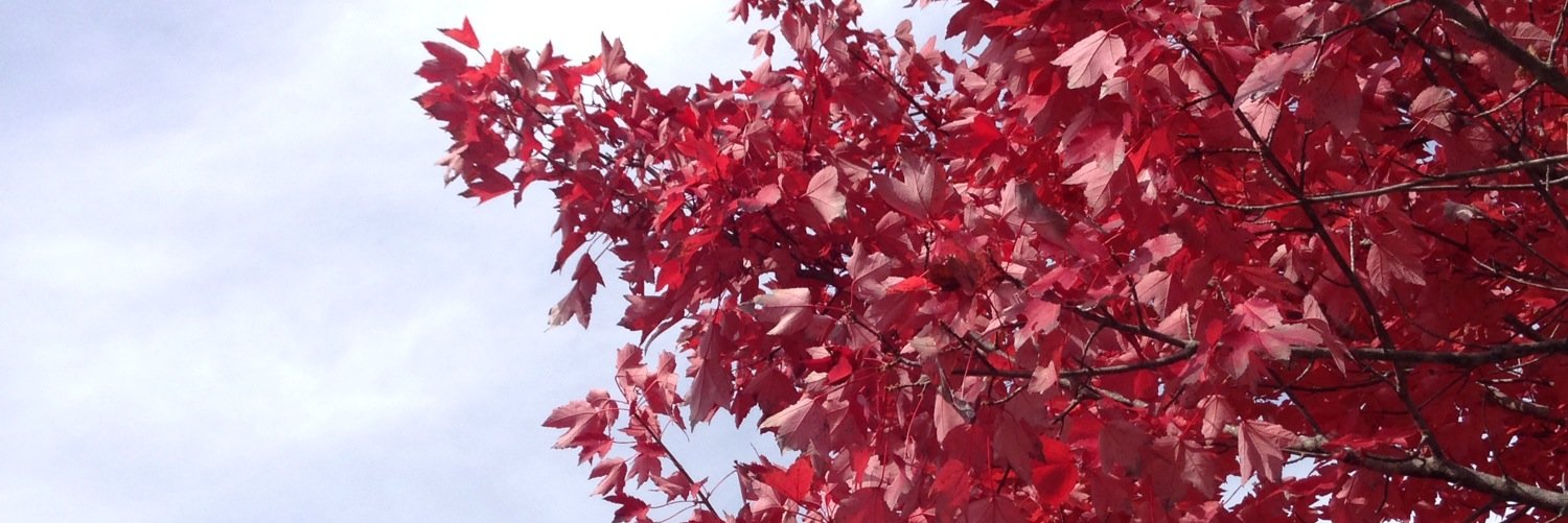 MeganM514's profile banner image