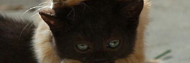 adviyetemel's profile banner image