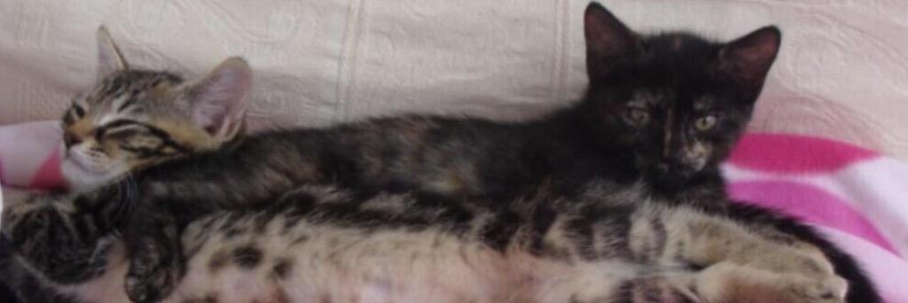 MissPoppyKitten's profile banner image