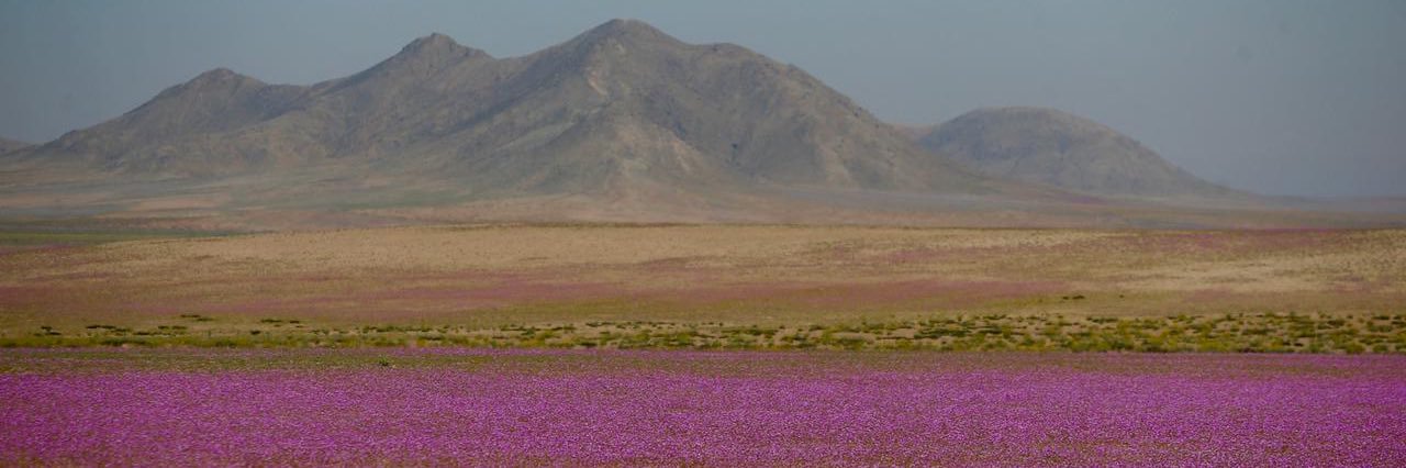 Javiera Toro Cáceres banner