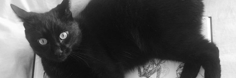 kungfutoast's profile banner image