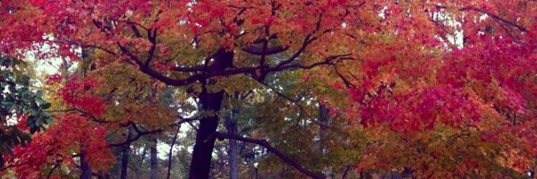 malamadremx Profile Banner