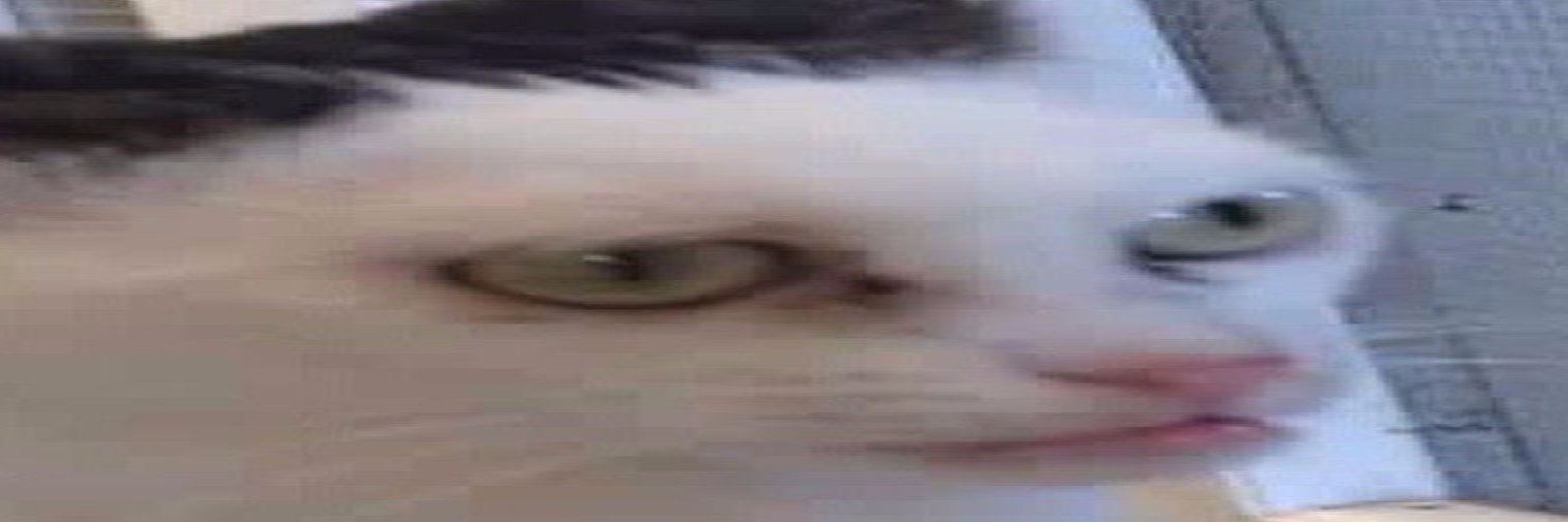 Faceofthecat's profile banner image