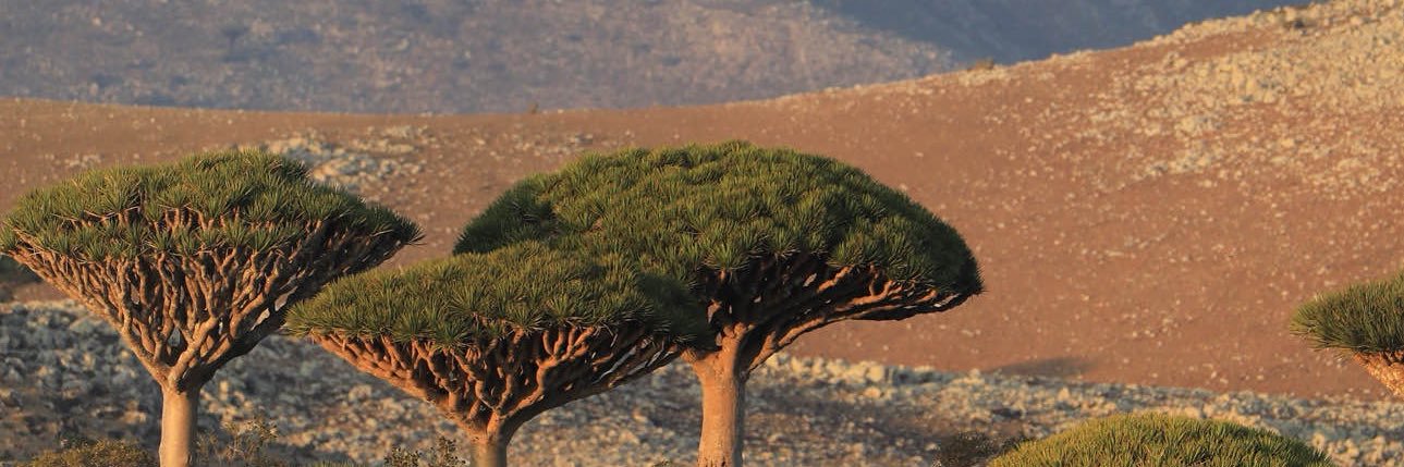 nnaetella's profile banner image