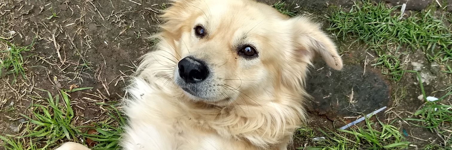CharlieRDJ's profile banner image