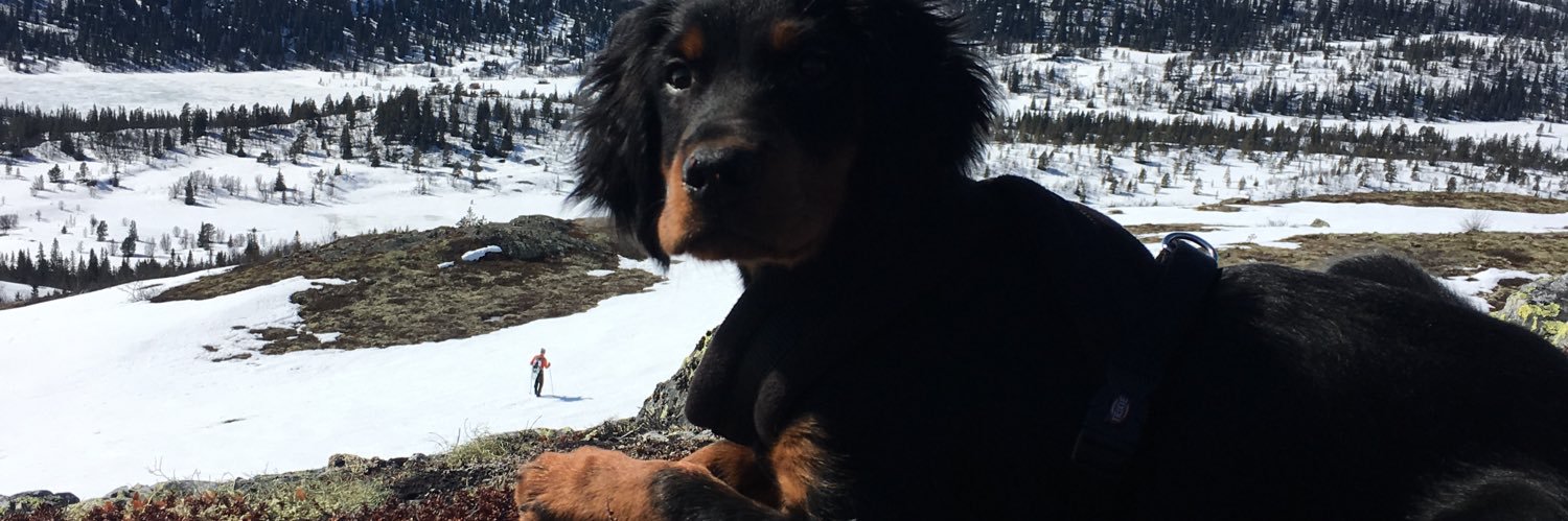jarebie's profile banner image