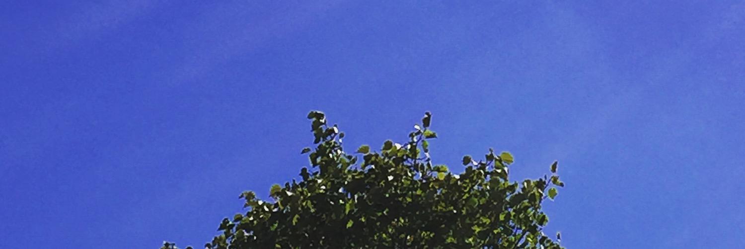 CrazyGoldenDogs's profile banner image