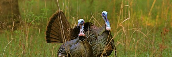 WildTurkeyReprt Profile Banner
