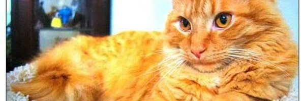 libper60 Profile Banner