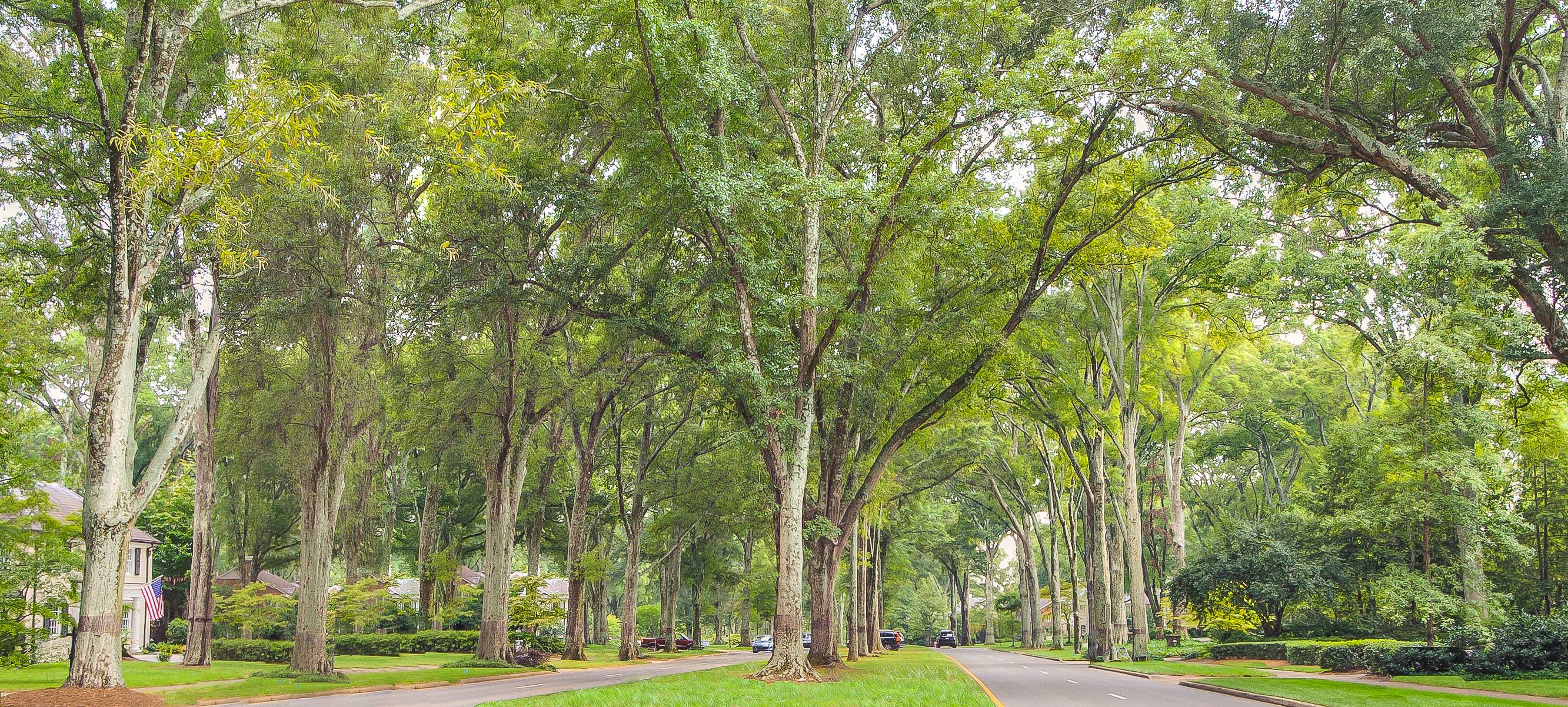 Willow Oak, REALTORS banner