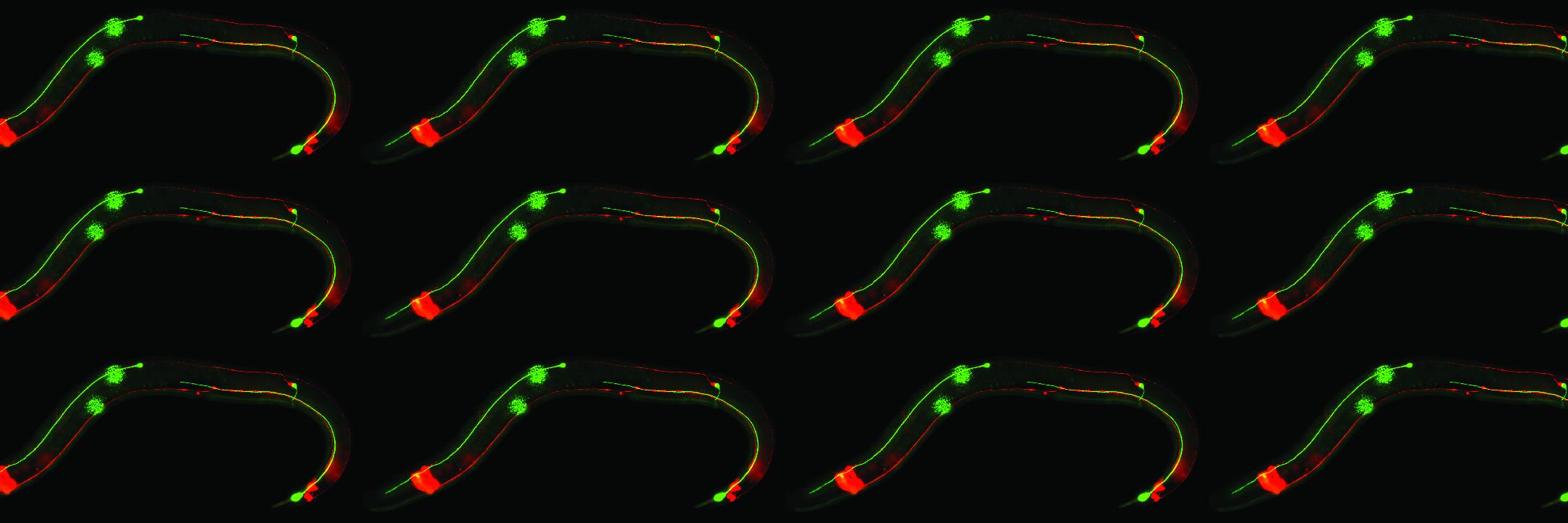 Brent Neumann ~ 🔬 ~ banner