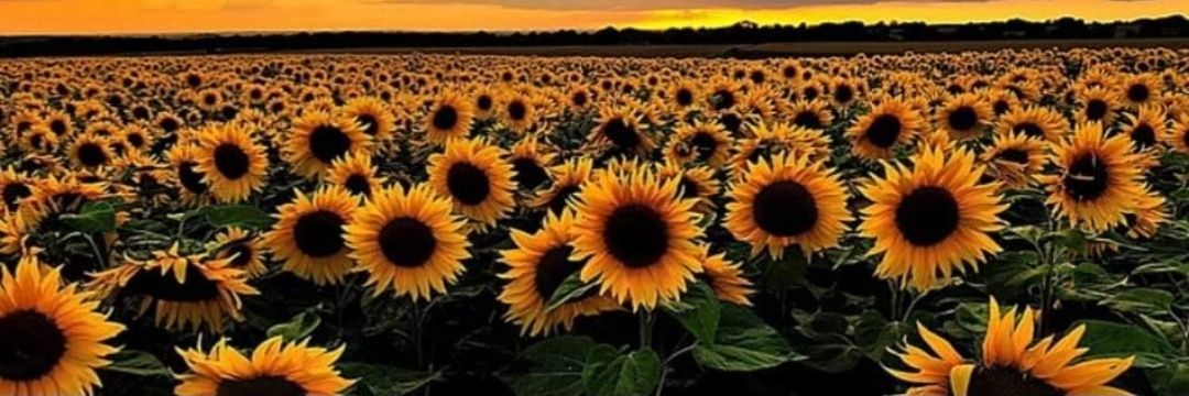 EssenceofIman's profile banner image