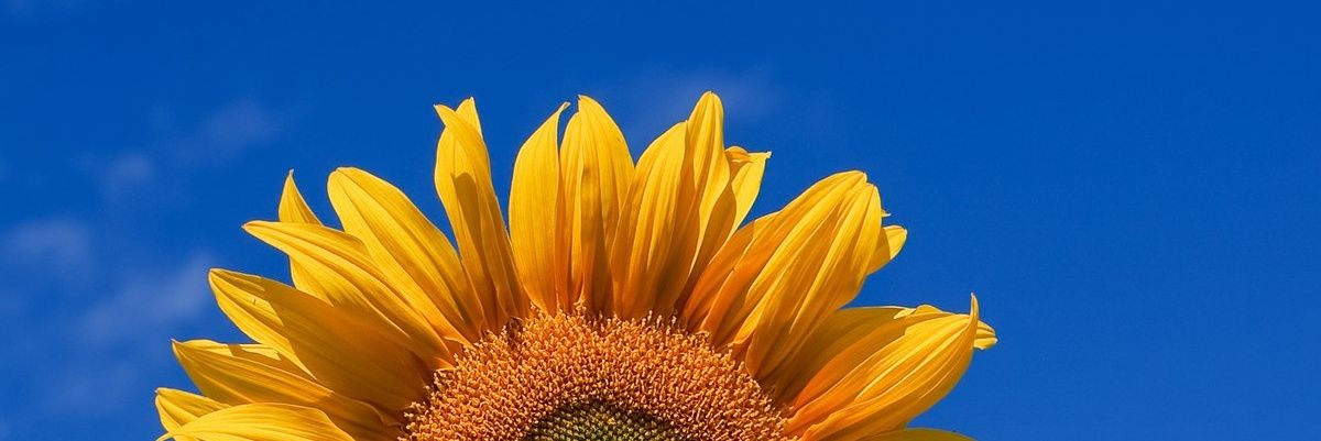 Matthew Peace banner