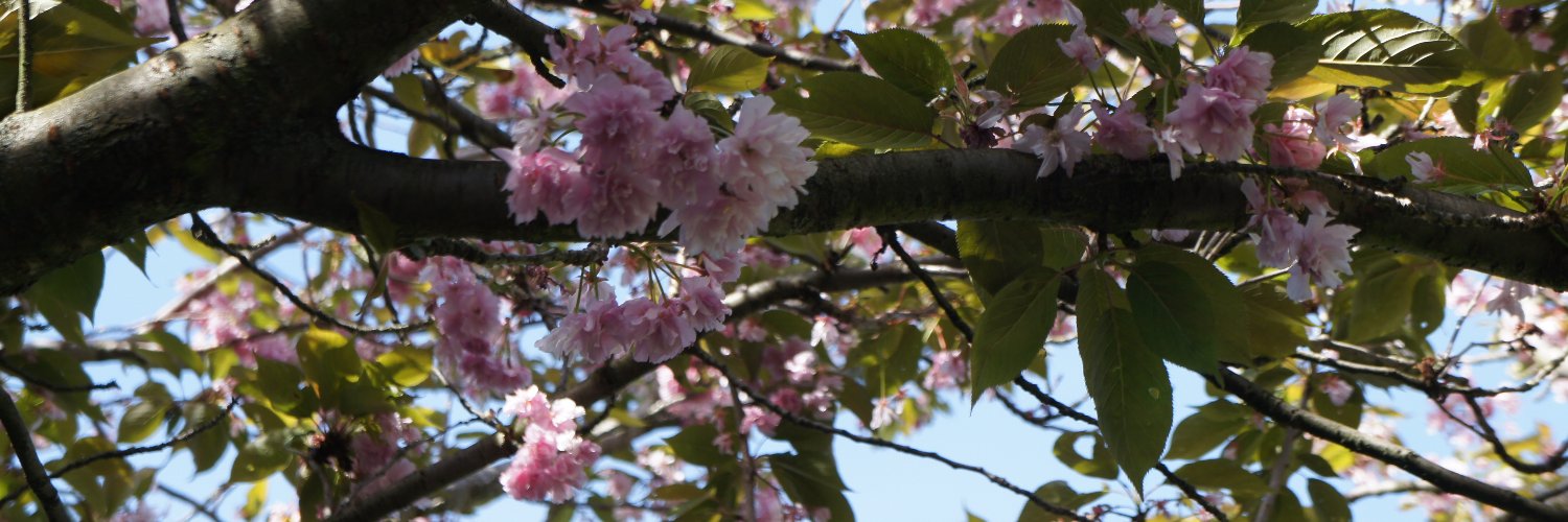 nozosc2's profile banner image