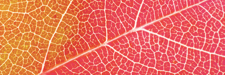 UW-Madison Botany banner