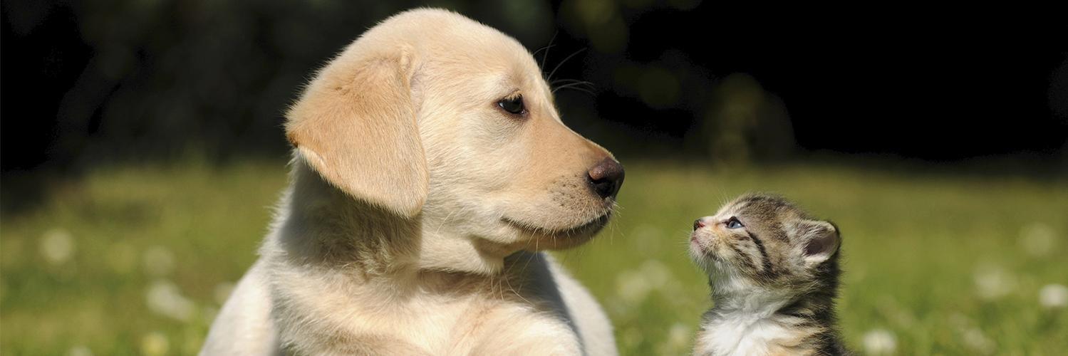 FrederickRdVet's profile banner image