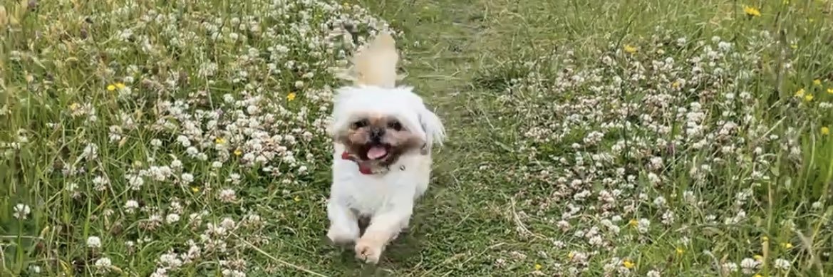 Francis Smith banner