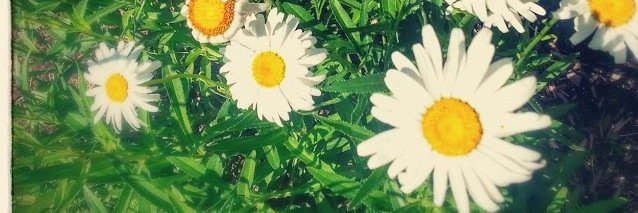magicbrooklyn_'s profile banner image
