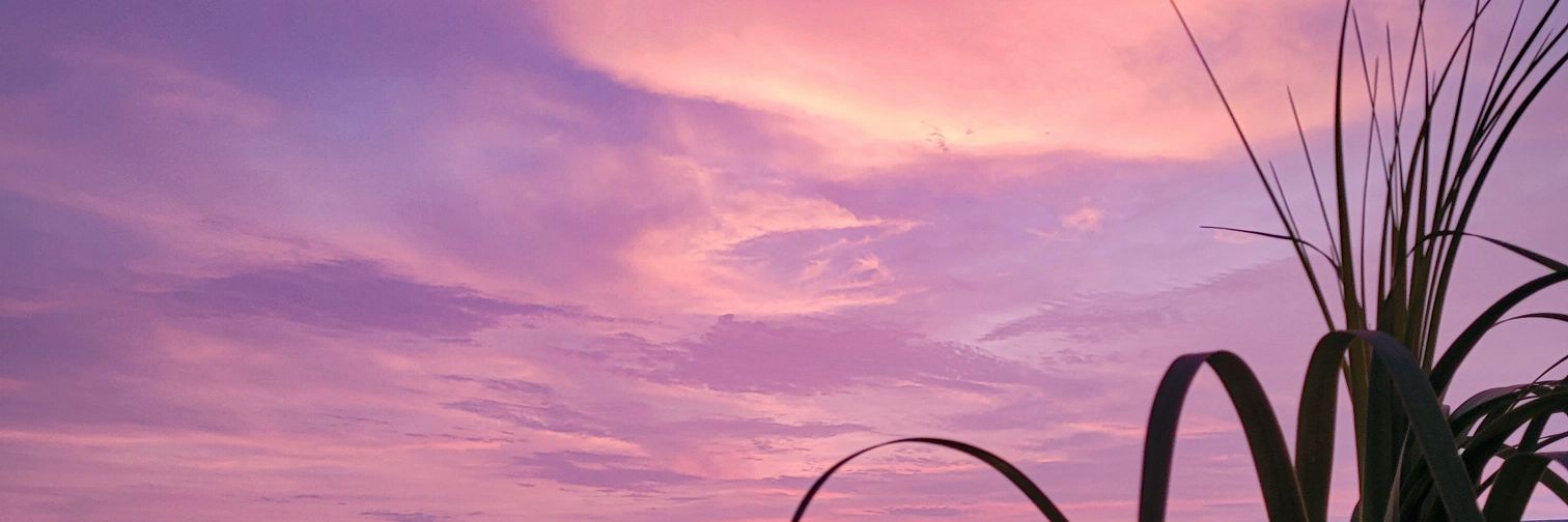 rose_1297's profile banner image
