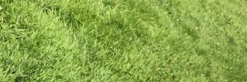 Ivory Randle IV banner