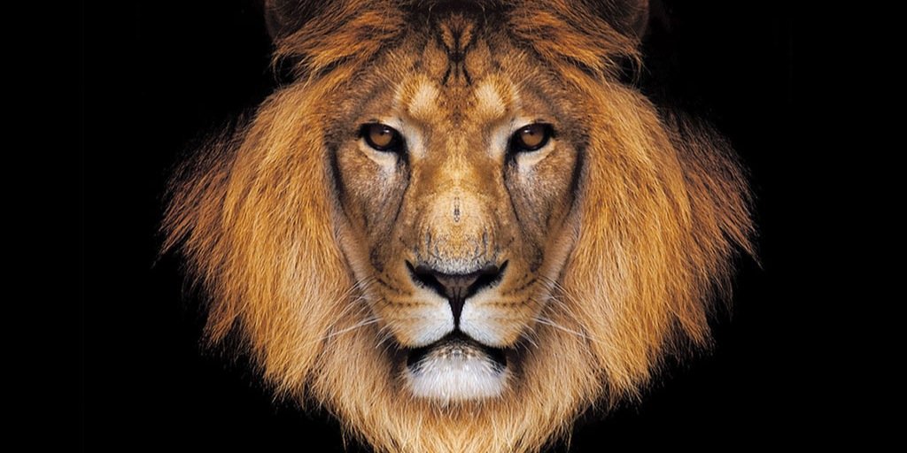 bhackwho's profile banner image