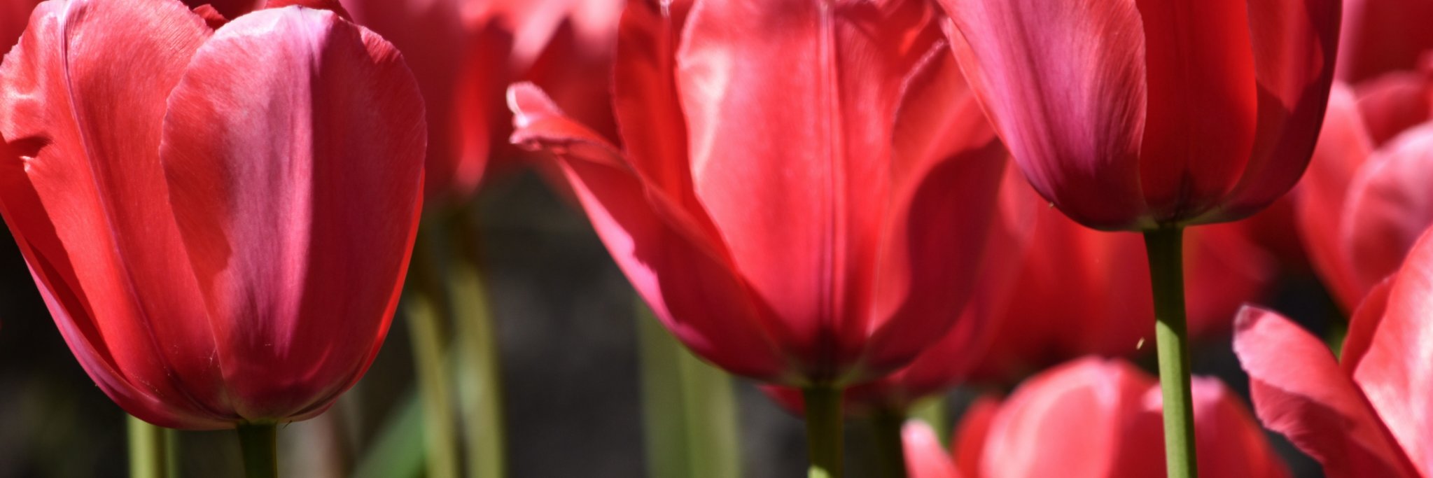obtdr's profile banner image