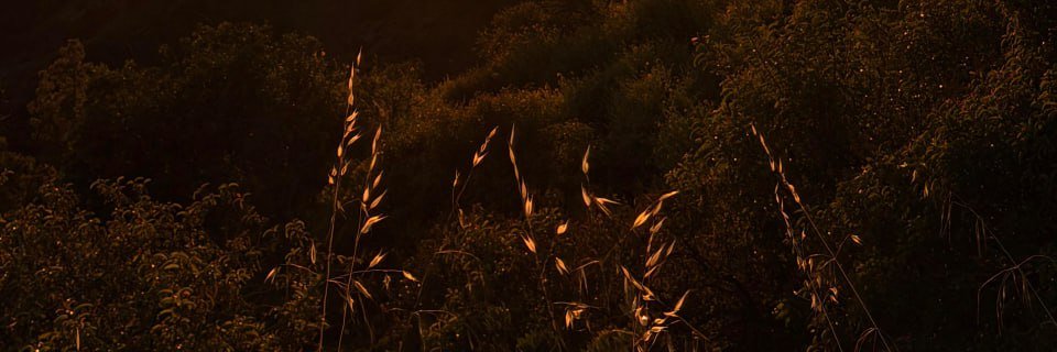 Ava Brown banner