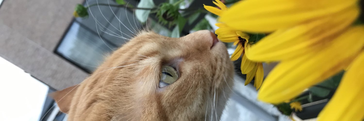 yaeyamauminchu2's profile banner image