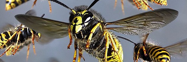 WaspsDestroyed's profile banner image