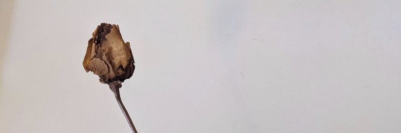 allyduschl's profile banner image