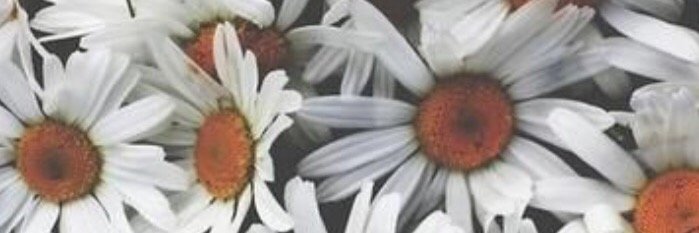 PaulaYule's profile banner image