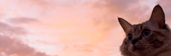 EmiPi__'s profile banner image