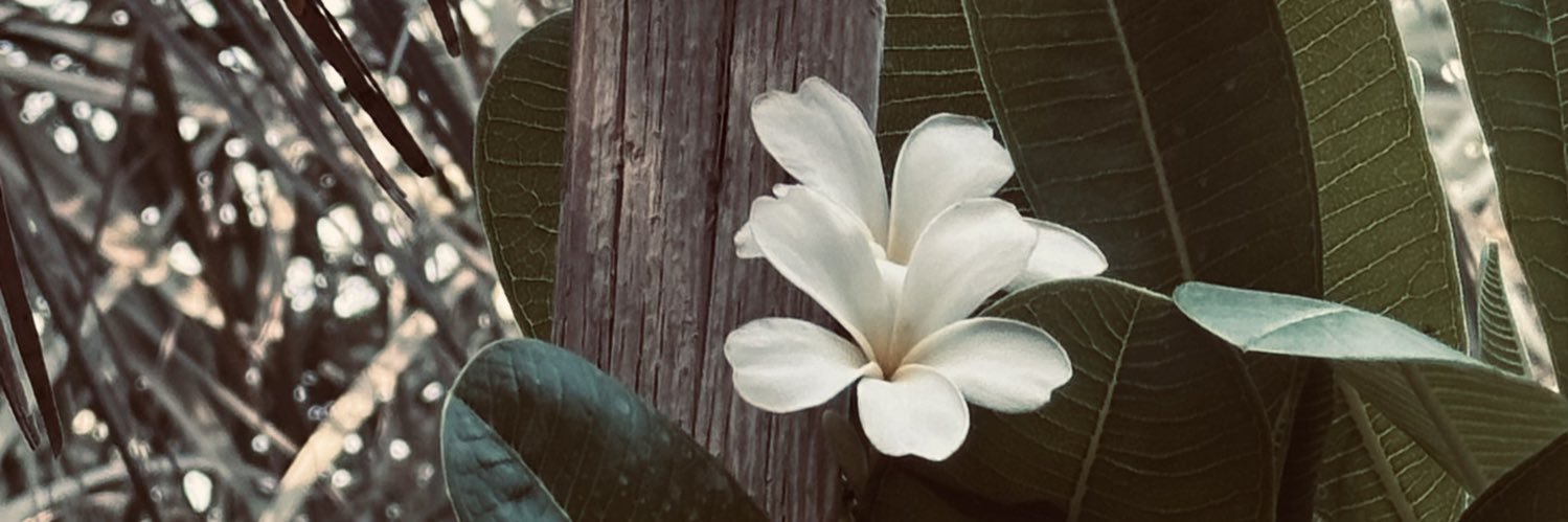 Amaalym's profile banner image