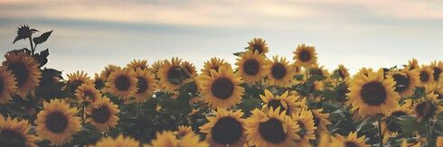 EsmeFabela's profile banner image